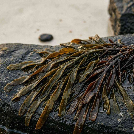 Seaweed on a rock on the beach in the evening.