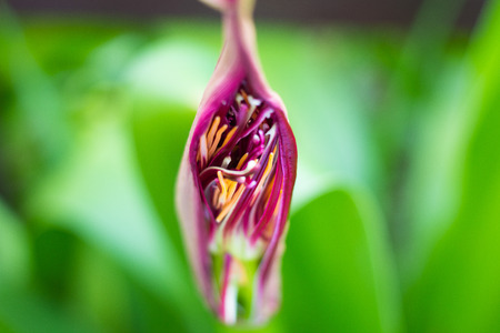 Purple Flowerの写真素材