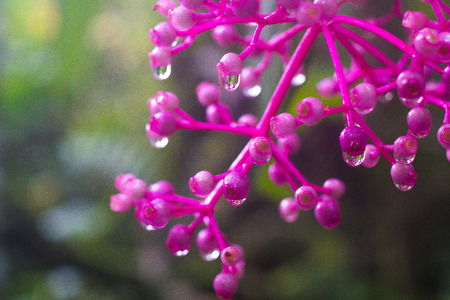 Dewの写真素材
