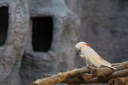Cute crested cockatoo - soft focus.の写真素材