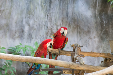 Macaws colorful couple standing on a branch.