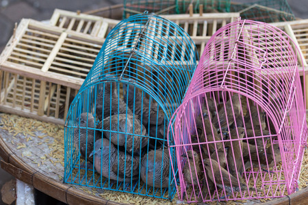 Small bird trapped in a cage placed on a colorful basket.の写真素材