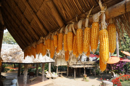 Focus Ripe dried corn cobs hanging on wooden wall. dry corn.の写真素材
