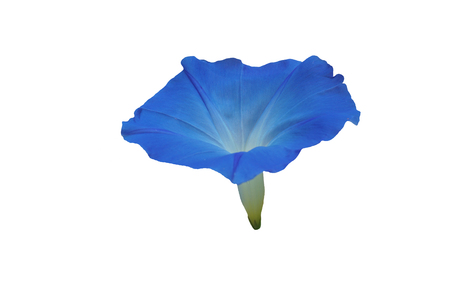 Blue flower  isolated on white background with clipping path includedの写真素材