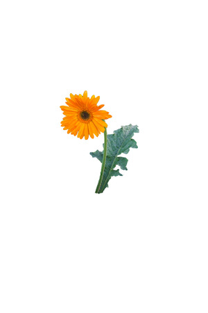 Orange spring flower isolated on a white background with clipping pathの写真素材