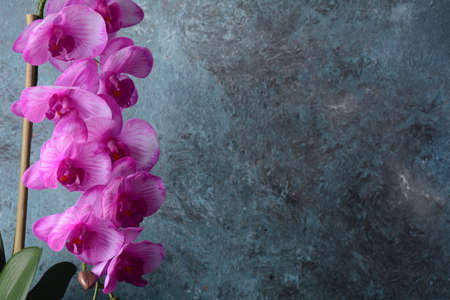 Pink  orchid. Branches of  orchid on  a grey background.の写真素材