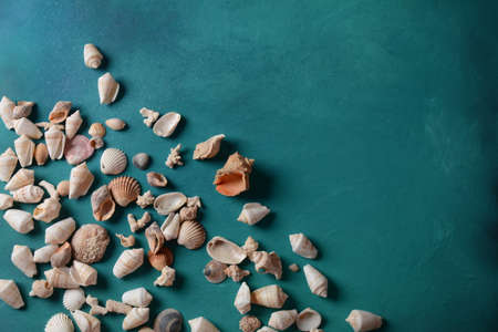 Sea shells on a sea wave color background. Summer vacation concept. Space for the text.
