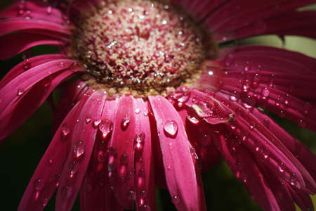 Pink Gerbera flower blossom with water drops - close upの写真素材