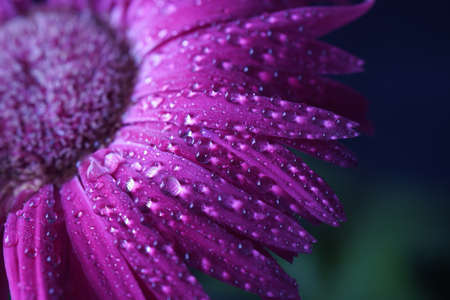 Pink Gerbera flower blossom with water drops - close upの写真素材