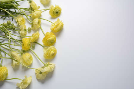 Ranunculus asiaticus or Persian buttercup gold color flower,  macro. Easter yellow blossom...