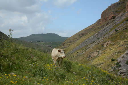 White cow is grazing on the green hills of Galilee under Arbel  mount. Arbel National Park and Nature Reserve. Israelの写真素材