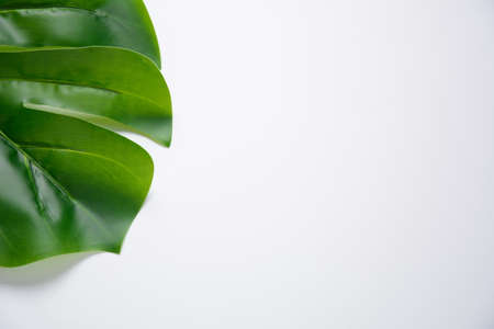 Green herbal leaves on white background. Copy space for branding ,mock-up. Monstera leaf background. Tropical jungle palm leaves on white backgroundの写真素材