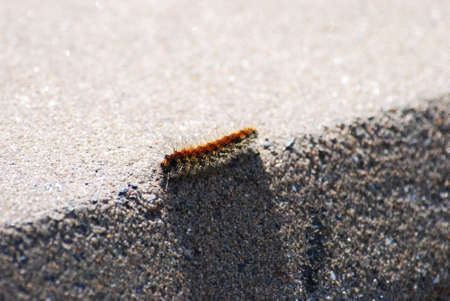 Thaumetopoea pityocampa caterpillar on a sidewalk