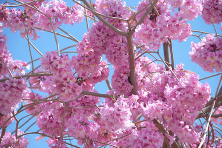 Pink trumpet tree (Handroanthus impetiginosus). Tabebuia rosea is a Pink Flower neotropical tree in...
