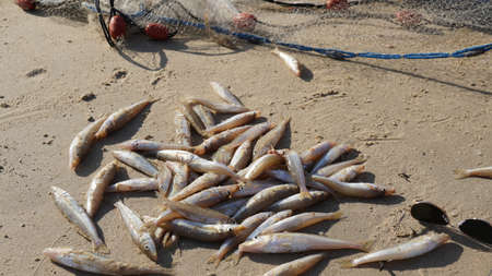 Fish was caught by a fisherman in the sea and lies on the shore covered with sand.