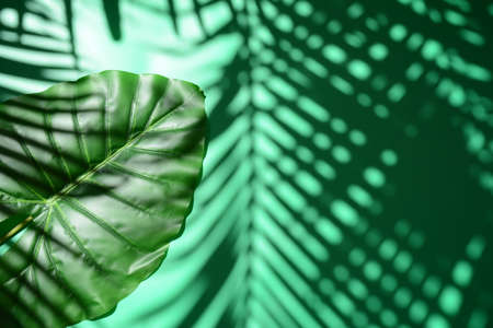 Tropical palm Monstera leaves on green background.の写真素材