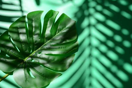 Tropical palm Monstera leaves on green background.の写真素材