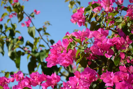 Beautiful and colorful bougainvillea flowers. Pink red bougainvillea bush and flowers.の写真素材