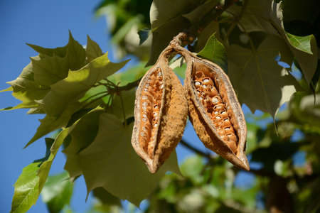 Brush Kurrajong (Brachychiton discolor)Bottle tree seeds closeupの写真素材