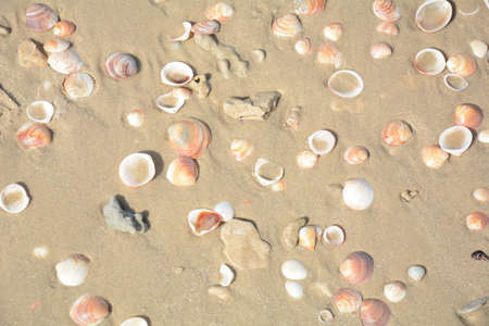 Sea shells background. Sea shells at the beach