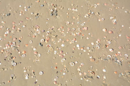 Sea shells background. Sea shells at the beach