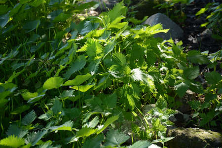 Green fresh nettles in forest, Stinging nettle. Thickets of nettles. Medicinal plant.