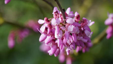 Branches with fresh pink flowers of Judas tree or Cercis siliquastrum. Image of a Judas tree in full bloomingの写真素材
