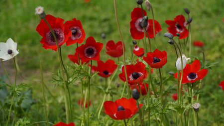 Anemone coronaria , beautiful red spring wild-growing flowers blooms in springの写真素材
