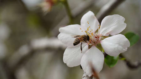 Cluster of almond blossoms in full bloom. Israelの写真素材