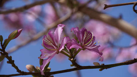 Bauhinia purpurea tree blossoming in Israel