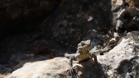 Stellagama on the rocks in Israel close-up. The brightly lit by the sun lizard on stonesの写真素材