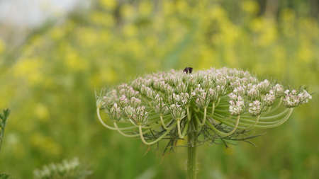 Wild carrot - daucus carota flower in a meadowの写真素材