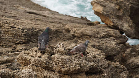 Pigeons sit on a stone against the  the water's edge with foamy waves between huge rocksの写真素材