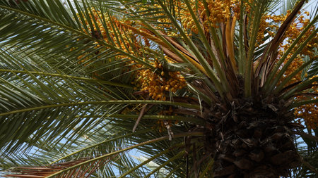 Phoenix dactylifera date or date palm tree