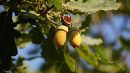 The acorn or oaknut, on a branch of oak tree with and green leavesの写真素材