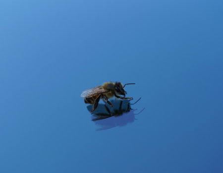 Wild Bee sitting on a windshield with reflectionの写真素材