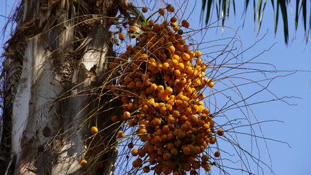 Phoenix dactylifera date or date palm tree