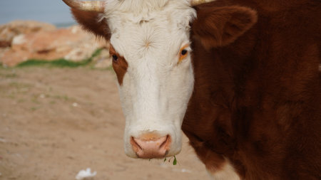 Portrait of a brown cow with white head and sea in the foreground.