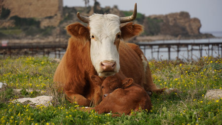 Cow and calf lying down in a meadow. Veal tendernessの写真素材