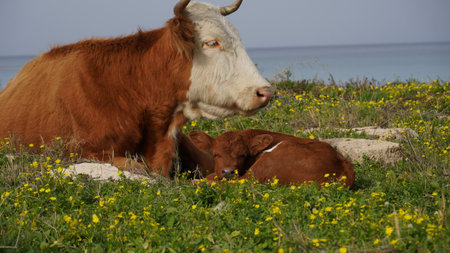 Cow and calf lying down in a meadow. Veal tendernessの写真素材