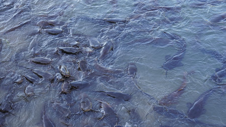 Freshwater black catfish. Group of catfish waiting for bread feeding in the swamp.