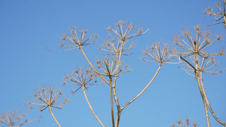 Giant dry hogweed, cow parsnip silhouetting against blue sky