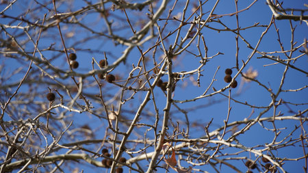 Chestnut tree (Aesculus hippocastanum) in the winter, leaves are dry and brown