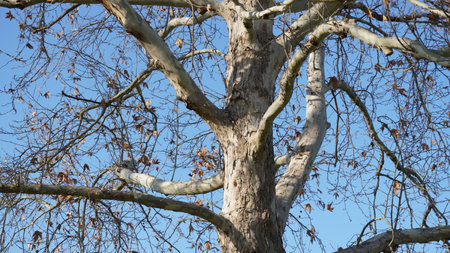 Chestnut tree (Aesculus hippocastanum) in the winter, leaves are dry and brown
