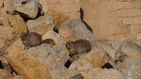 Rock hyraxes sunbathing in early morningの写真素材