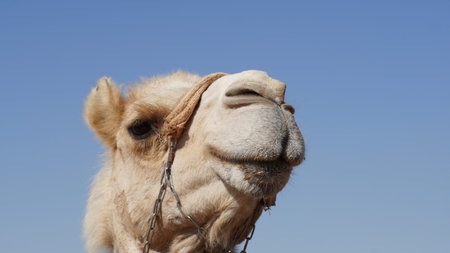 Camel in Negev Desert, Israel, close to Mamshit National Parkの写真素材