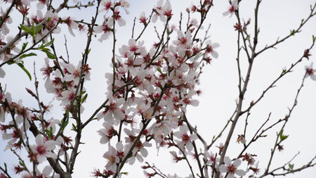 Almond gardens, Almond orchard in bloom. Blossoming trees in Israelの写真素材