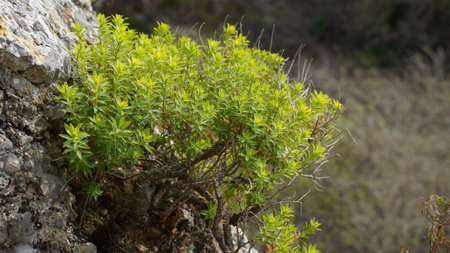 Euphorbia dendroides or tree spurge flowering succulent plant Ayun Nature Reserve in Israelの写真素材