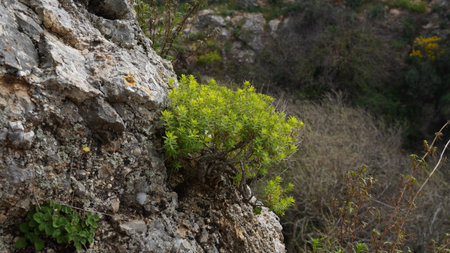 Euphorbia dendroides or tree spurge flowering succulent plant Ayun Nature Reserve in Israel