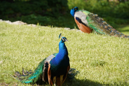 Peacocks walking in the garden at Mount Filerimos on Rhodes island in Greece